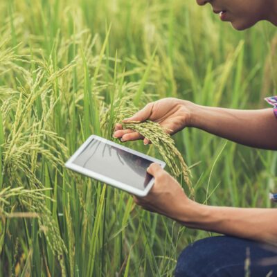 farmer-standing-rice-field-with-tablet_11zon farmer-standing-rice-field-with-tablet_11zon