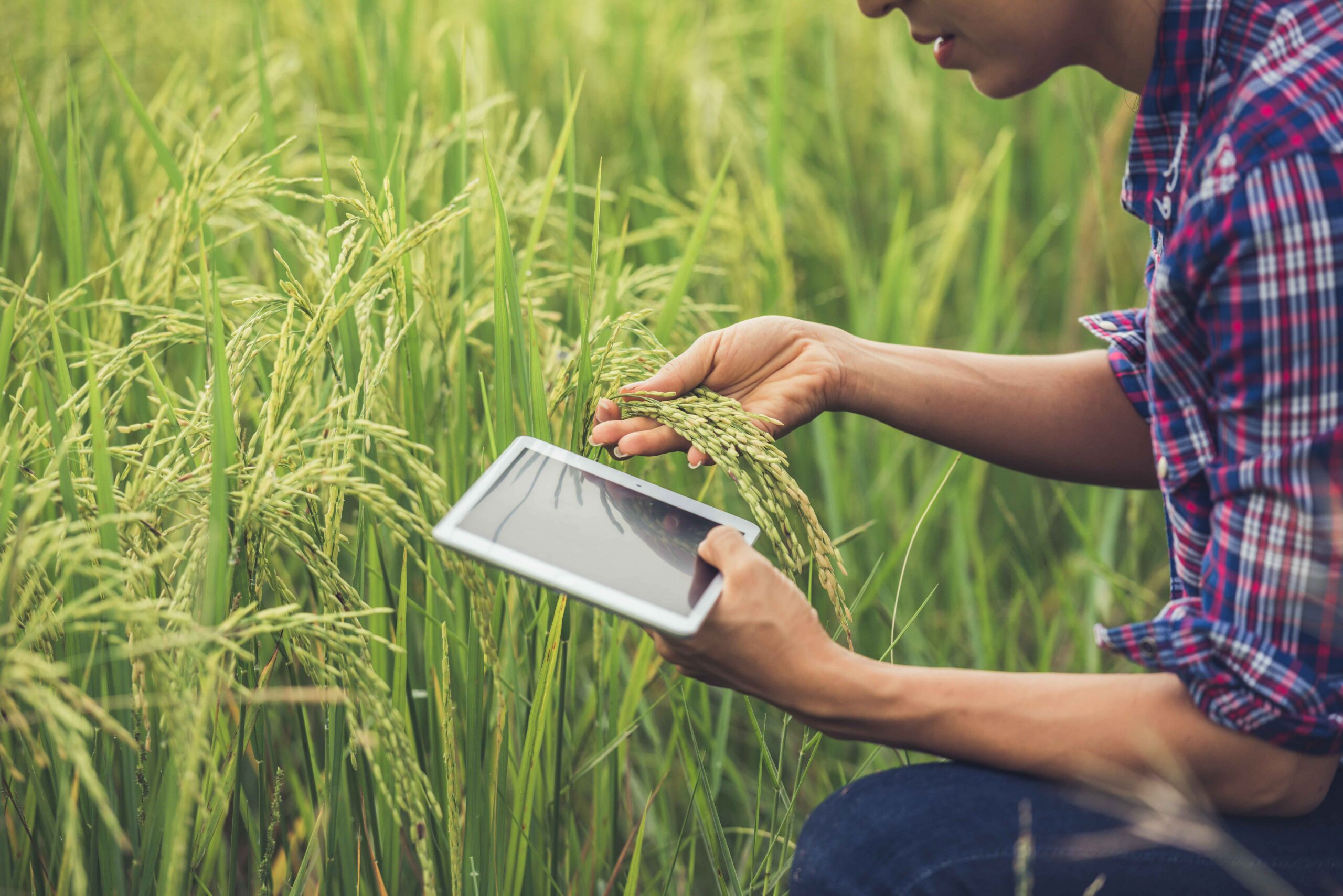 farmer-standing-rice-field-with-tablet_11zon