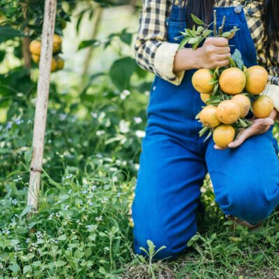 woman-havesting-orange-plantation_11zon woman-havesting-orange-plantation_11zon